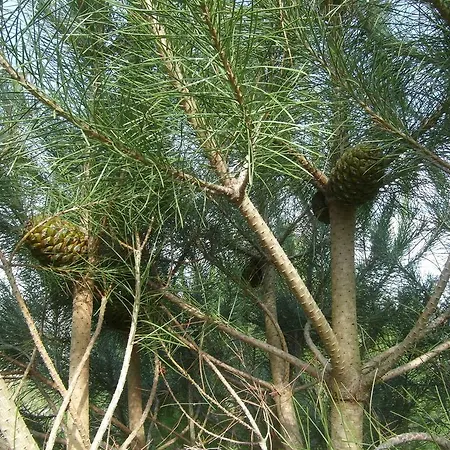 Casa Da Bocha Hétvégi ház